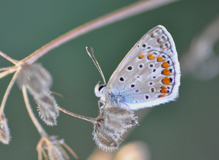 conferma Plebejus argus